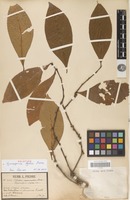 Holotype of Gymnosporia stylosa Pierre [family CELASTRACEAE]