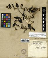 Type of Mutisia speciosa Aiton ex Hook. var. alborufescens A.St.-Hil. [family ASTERACEAE]