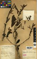 Holotype of Phlogacanthus poilanei R. Ben. [family ACANTHACEAE]