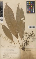 Isotype of Mangifera longipetiolata King [family ANACARDIACEAE]