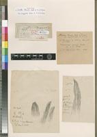 Holotype of Tortella theriotii Broth. & P. de la Varde var. angustata Dixon & P.de la Varde [family POTTIACEAE]