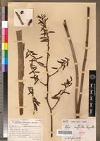 Isotype of Aloe suffulta Reynolds [family LILIACEAE]