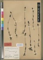 Holotype of Buchnera bowalensis A. Chev. [family SCROPHULARIACEAE]