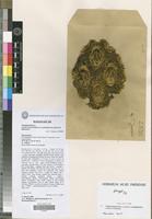 Holotype of Cyathea boivinii Kuhn var. andringitrensis Janssen & Rakotondr. [family PTERIDOPHYTA]
