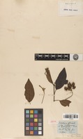 Type? of Cinchona officinalis L. [family RUBIACEAE]
