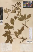 Neotype of Rubus stenophyllus P.J.Müll. [family ROSACEAE]