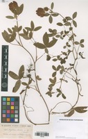 Syntype of Trifolium aucheri Boiss. [family FABACEAE]