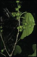 Alchornea alnifolia