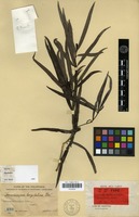 Isotype of Amaracarpus longifolius Elmer [family RUBIACEAE]