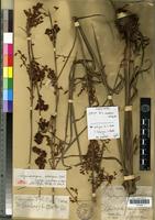Isosyntype of Lagenocarpus oocarpus C.B.Clarke [family CYPERACEAE]