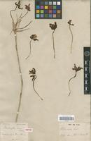 Isotype of Schomburgkia rosea Lindl. [family ORCHIDACEAE]