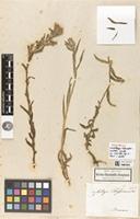 Holotype of Castilleja lithospermoides Kunth [family OROBANCHACEAE]