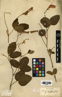 Syntype of Periandra coccinea (SCHRADER) Benth. [family FABACEAE]