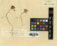 Syntype of Allium armenum Boiss. & Kotschy [family ALLIACEAE]