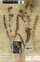Isotype of Cousinia longifolia C.Winkl. & Bornm. [family ASTERACEAE]