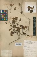 Isosyntype of Memecylon buxifolium Blume [family MELASTOMATACEAE]