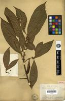 Isotype of Ficus maroniensis Benoist [family MORACEAE]