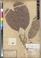 Oncoba mannii in Global Plants on JSTOR