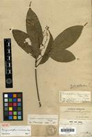 Isotype of Evonymodaphne armeniaca Nees [family LAURACEAE]
