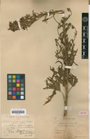 Isotype of Delphinium elatum L. [family RANUNCULACEAE]
