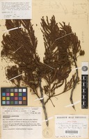 Holotype of Enterolobium oldemanii Barneby & J.W.Grimes [family FABACEAE]