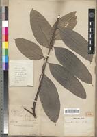 Type of Turraeanthus longipes Baill. [family MELIACEAE]