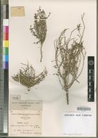 Syntype of Euphorbia dracunculoides Lam. subsp. flamandii (Batt.) Maire [family EUPHORBIACEAE]
