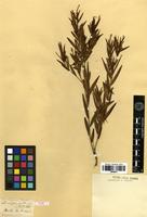 Type of Leucopogon australis R.Br. [family EPACRIDACEAE]