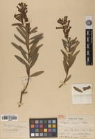 Lectotype of Cuphea glaziovii Koehne [family LYTHRACEAE]