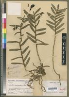 Holotype of Aeranthes tricalcarata H.Perrier [family ORCHIDACEAE]