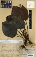 Holotype of Aschistanthera cristanthera C.Hansen [family MELASTOMATACEAE]