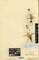 Syntype of Carex ecuadorica Kük. [family CYPERACEAE]