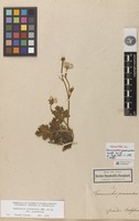 Holotype of Ranunculus praemorsus Kunth ex DC. [family RANUNCULACEAE]