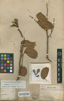 Isotype of Hymenaea candolliana Kunth [family FABACEAE]