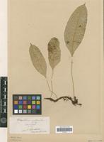 Isotype of Polypodium sublucidum H. Christ [family PTERIDOPHYTA]