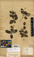 Haselhfia nematosiphon in Global Plants on JSTOR