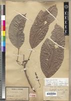 Oncoba mannii in Global Plants on JSTOR