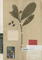 Type? of Magnolia championii Benth. [family MAGNOLIACEAE]
