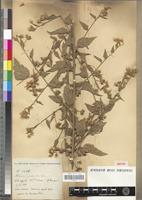 Isotype of Hibiscus pseudohirtus Hochr. [family MALVACEAE]