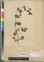 Isotype of Illecebrum obliquum Schumach. & Thonn. [family AMARANTHACEAE]