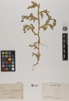 Isotype of Selaginella marginata (Humb. & Bonpl. ex Willd.) Spring [family PTERIDOPHYTA]