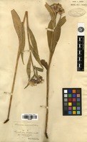 Isotype of Saussurea acuminata Turcz. [family ASTERACEAE]