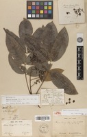 Holotype of Mauria biringo Tul. [family ANACARDIACEAE]