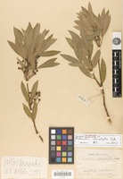 Syntype of mollinedia stenophylla Perkins [family MONIMIACEAE]