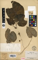Holotype of Begonia harmandii Gagnep. [family BEGONIACEAE]