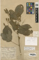 Holotype of Uraria poilanei Dy Phon [family FABACEAE]