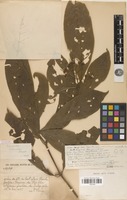 Syntype of Tarenna chevalieri Pit. [family RUBIACEAE]