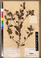 Isosyntype of Vernonia ambolensis Humbert [family ASTERACEAE]