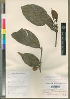 Isotype of Oxyanthus letouzeyanus B.Sonké [family RUBIACEAE]