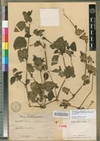 Phaulopsis imbricata in Global Plants on JSTOR